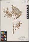 Foto von Salix candida Flüggé ex Willd.
